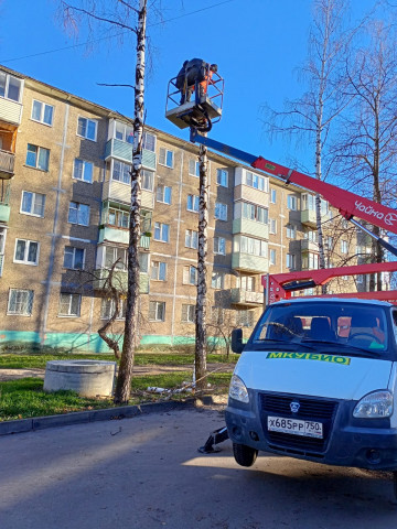 ❗️Мкр. Цемгигант, ул.Беркино, д 36 - сотрудники спилили две сухие березы.