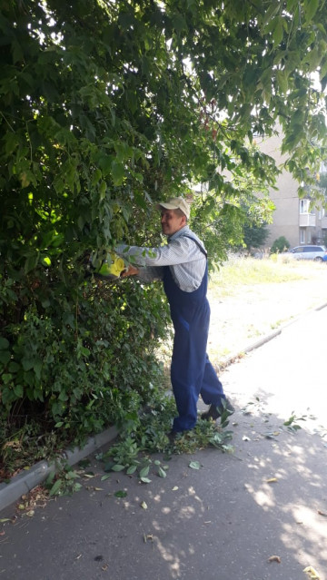 Стрижка кустарника рп. Фосфоритный