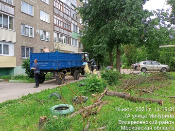 Опиловка сухих рябин и вывоз порубочных остатков на придомовой территории