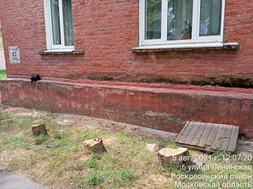 Вывоз порубочный остатков после спила сухих рябин