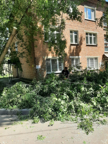 Опиловка аварийных деревьев в мкр. Цемгигант по порубочному талону